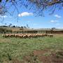 Deeargee Woolshed