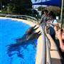 Dolphin Marine Magic