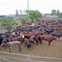 Dubbo Saleyards