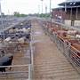 Dubbo Saleyards