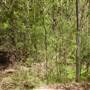Lane Cove National Park