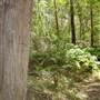 Lane Cove National Park