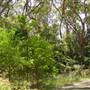 Lane Cove National Park