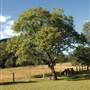 East Kunderang Homestead - Armidale