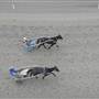 Menangle Park Paceway