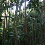 Mount Warning - Wollumbin National Park