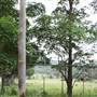 Berry Area Farms