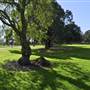 Glebe Foreshore Parks