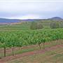 Broke vineyards