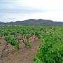 Broke vineyards