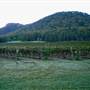 Broke vineyards