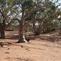 Broken Hill Surrounds