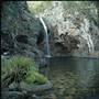 Burrawang - Southern Highlands