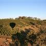 Byron Hinterland-Hot Air Balloon