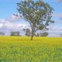 Canola Field