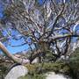 Charlotte Pass