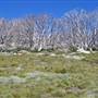 Charlotte Pass