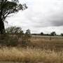 Collingullie