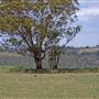 Coolah Tops National Park