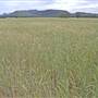 Coonabarabran Area