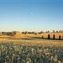 Crops/Farms - Central West