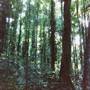 Crystal Shower Falls - Dorrigo National Park