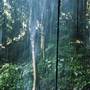 Crystal Shower Falls - Dorrigo National Park