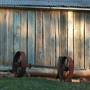 Currango Homestead