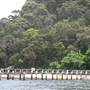 Currawong Beach Cottages
