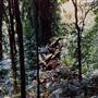 Dorrigo National Park