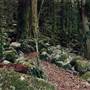 Dorrigo National Park