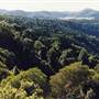 Dorrigo National Park