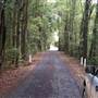 Dorrigo National Park