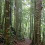 Dorrigo National Park