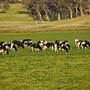 Eurobodalla Area