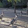 Shoalhaven Zoo