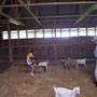Calmsley Hill City Farm
