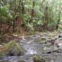 Falls Forest Retreat