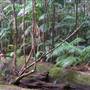 Falls Forest Retreat
