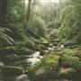 Five Day Creek