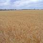 Gilgandra Rural Area