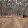 Hay State Forest - Murrumbidgee Valley Regional Park