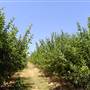 Hillside Orchard, Borenore