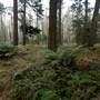 Jenolan State Forest - Ferns