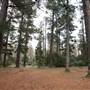 Jenolan State Forest - Ferns