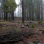 Jenolan State Forest
