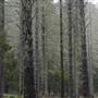 Jenolan State Forest