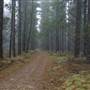 Jenolan State Forest