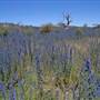 Lake Jindabyne