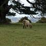 Kangaloon